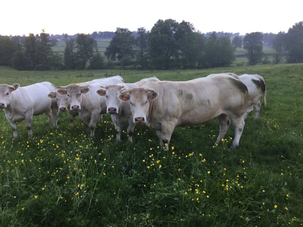 vaches